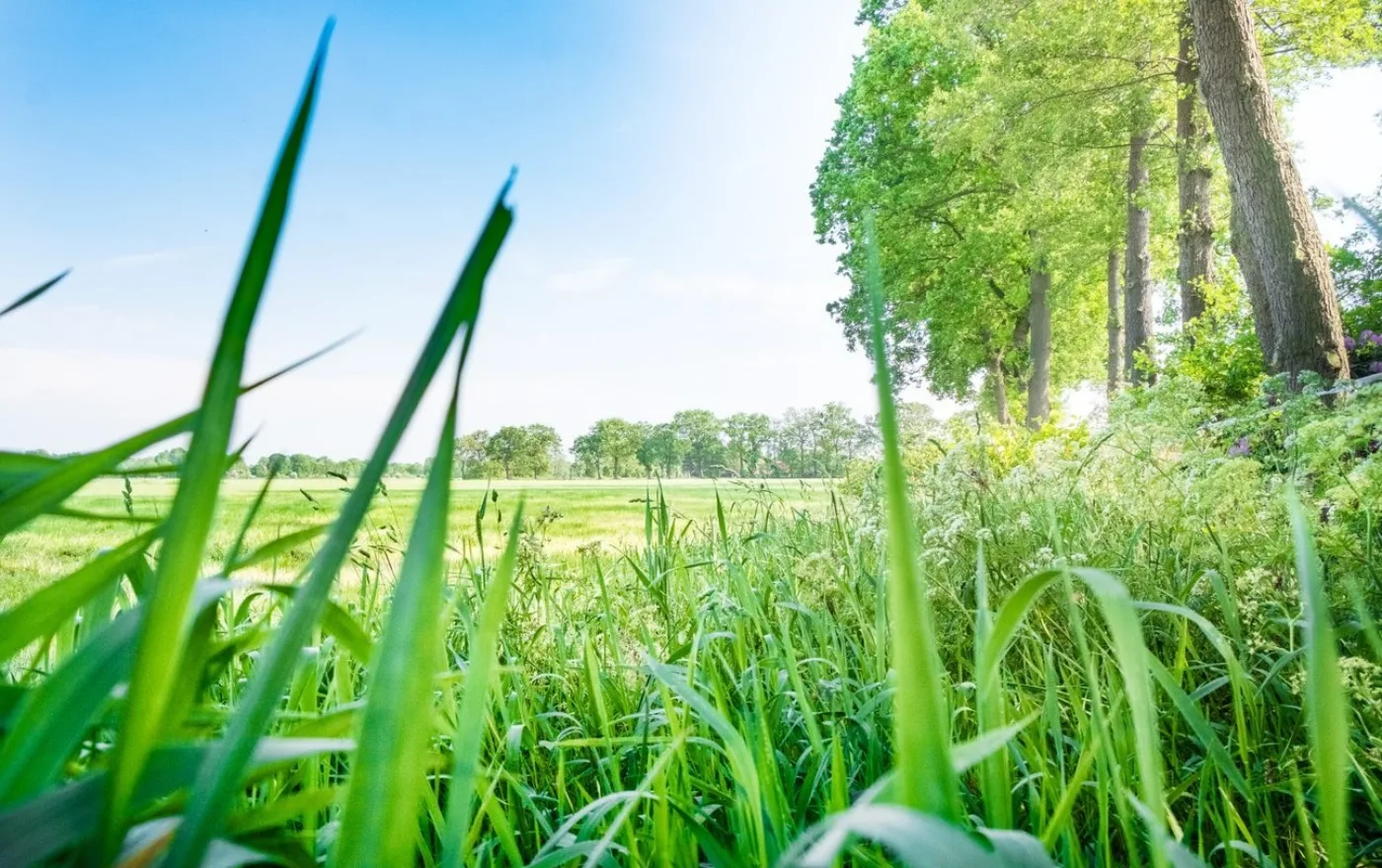 groen gras